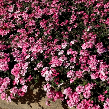 Verbena 'Lanai® Bright Pink' - Verbena