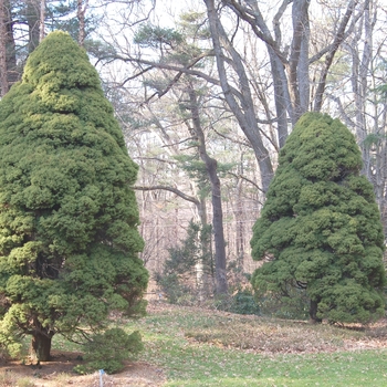 Picea glauca 'var. conica' - Dwarf Alberta Spruce