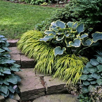 Plantain Lily - Hosta
