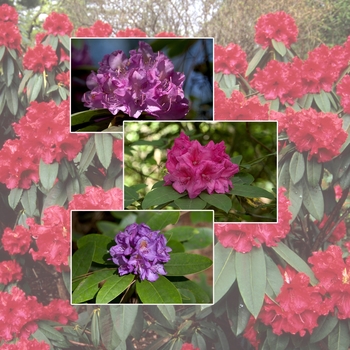 Multiple Varieties - Rhododendron