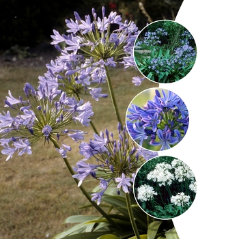 Lily of the Nile - Agapanthus