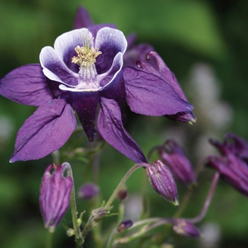Aquilegia vulgaris 'Winky Purple & White' - Columbine