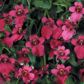 Diascia hybrid 'Twinspur' - Flying Colors™ Red