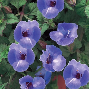 Torenia hybrid 'Wishbone Flower' - Blue