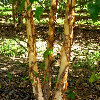 Betula nigra 'Dura Heat®' - Dura Heat ®River Birch Tree
