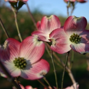 Cornus florida 'Cherokee Brave' - Dogwood Cherokee Brave Flowering