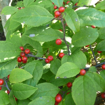 Ilex verticillata 'Carolina Cardinal' - Winterberry Holly