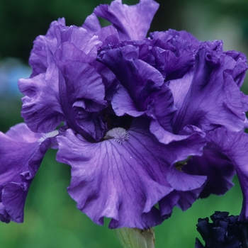 Iris germanica - Bearded Iris