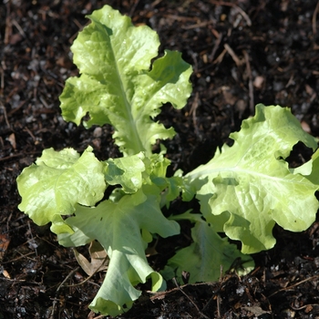 Lactuca sativa 'Saladbowl' - Saladbowl Lettuce