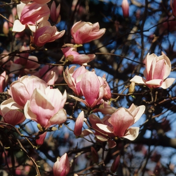 Magnolia x soulangiana - Saucer Magnolia