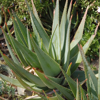 Aloe succotrina - Aloe