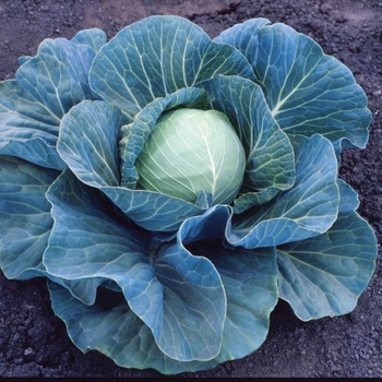  Cabbage - Late Flat Dutch