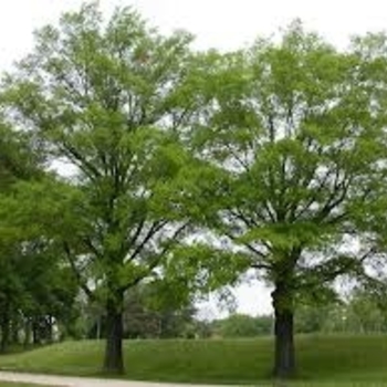 Quercus phellos - Willow Oak