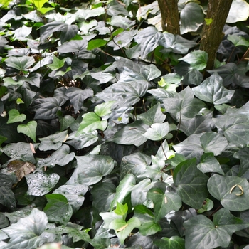 Hedera caneriensis ''Algerian Ivy'' - Algerian Ivy