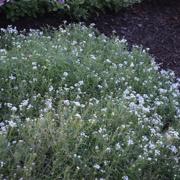 Lobularia hybrid 'White Knight®' - Sweet Alyssum