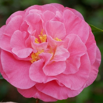 Camellia japonica 'Marie Bracey' - Marie Bracey Camellia