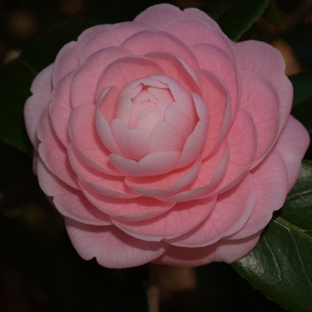 Camellia japonica 'Pink Perfection' - Camellia 'Pink Perfection'