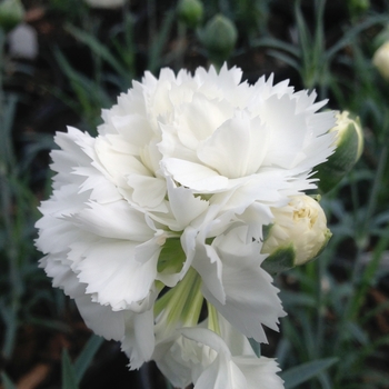 Dianthus 'Early Bird™ Frosty' - Dianthus