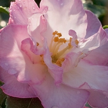 Camellia sasanqua 'October Magic Dawn' - October Magic® Dawn™ Camellia