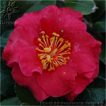 Camellia sasanqua 'Hot Flash' - Hot Flash Camellia
