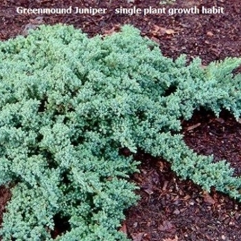 Juniperus procumbens 'Greenmound' - Greenmound procumbens