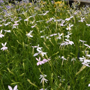 Laurentia 'Avant-garde White' - Star Flower
