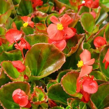 Begonia semperflorens 'Red' - Super Olympia Wax Begonia