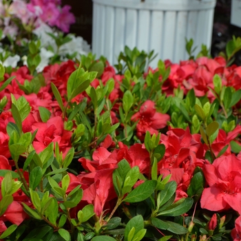 Rhododendron hybrid 'Robleza' - Encore® Azalea