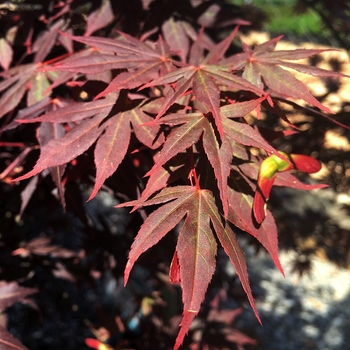 Acer palmatum 'Dragon Tears' - Japanese Maple