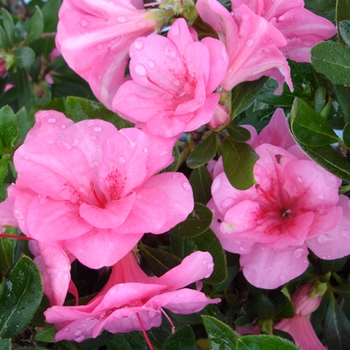 Rhododendron x 'Cherry Pink Prestige' - ReBLOOM™ Azalea