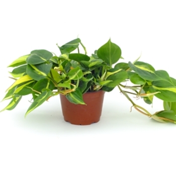 Philodendron - Trailing Philodendron 