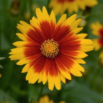 Tickseed - Coreopsis Uptick™ Gold and Bronze