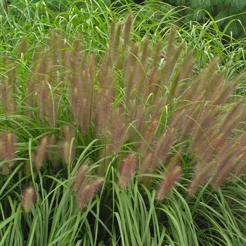 Pennisetum alopecuroides 'Red Head' - Red Head Fountain Grass