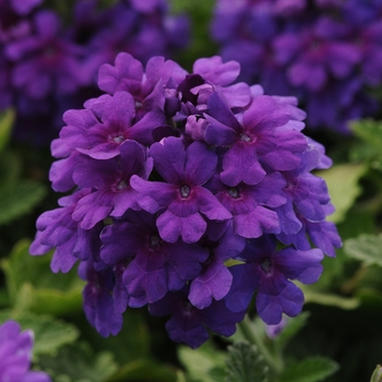 Verbena peruviana - EnduraScape™ Dark Purple 