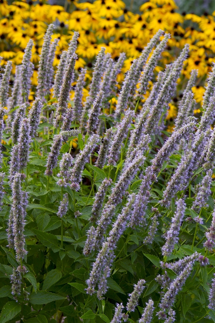 Anise Hyssop - Agastache 'Blue Fortune' from Kings Garden Center