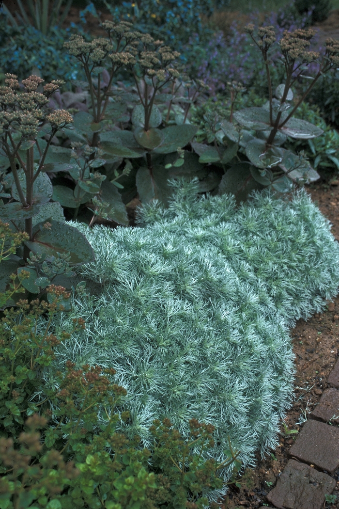 'Silver Mound' - Artemisia schmidtiana from Kings Garden Center