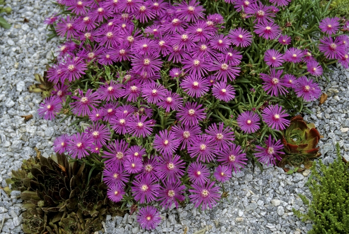 Ice Plant - Delosperma cooperi from Kings Garden Center