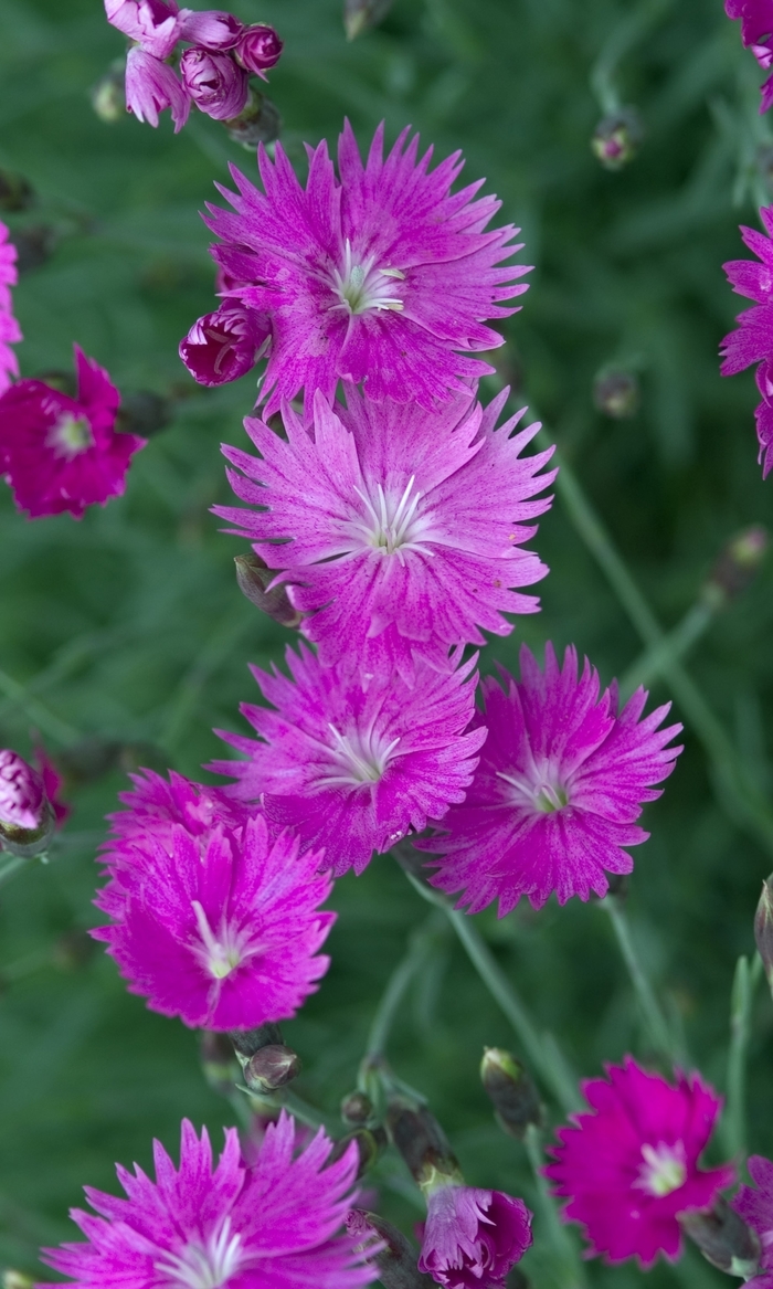 Pinks-Cheddar - Dianthus gratianopolitanus 'Firewitch' from Kings Garden Center