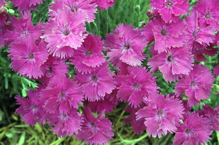 Pinks-Alpine - Dianthus 'Neon Star' from Kings Garden Center