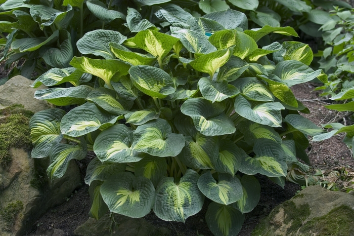 Plantain Lily - Hosta 'Dream Weaver' from Kings Garden Center