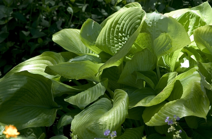 Plantain Lily - Hosta 'Sum and Substance' from Kings Garden Center