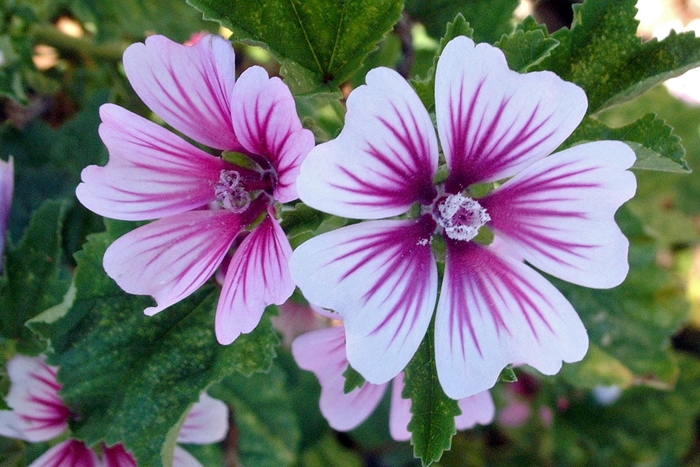 Mallow - Malva sylvestris 'Zebrina' from Kings Garden Center