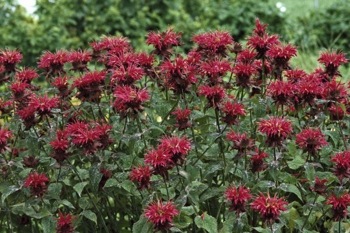 Bee Balm - Monarda 'Raspberry Wine' from Kings Garden Center