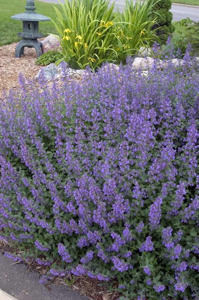 Catmint - Nepeta faassenii ''Walker's Low'' from Kings Garden Center