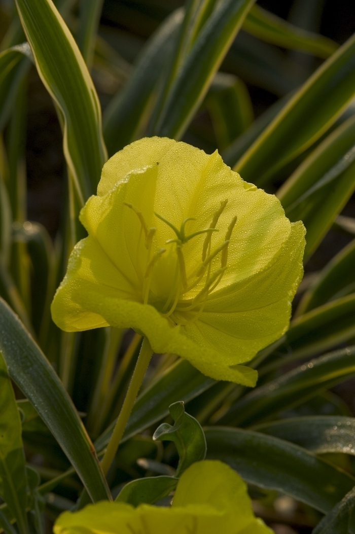 Primrose-Evening - Oenothera missouriensis from Kings Garden Center