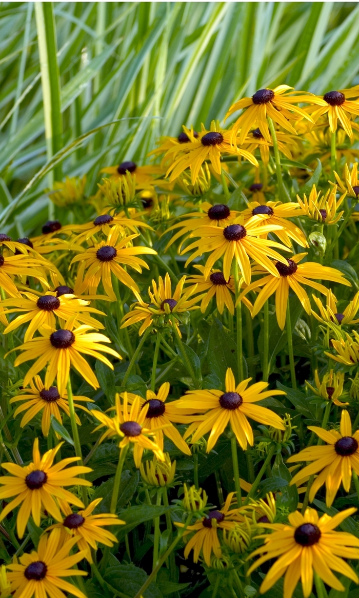 Black Eyed Susan - Rudbeckia fulgida 'Goldsturm' from Kings Garden Center