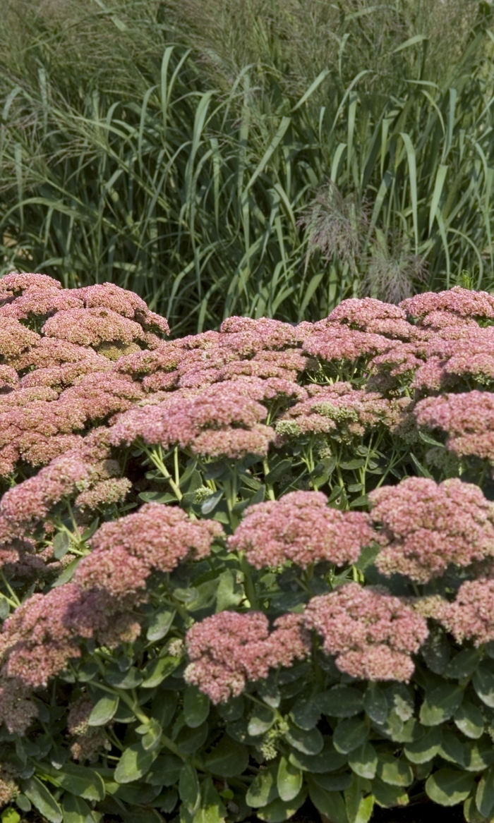 Stonecrop - Sedum 'Autumn Fire' from Kings Garden Center