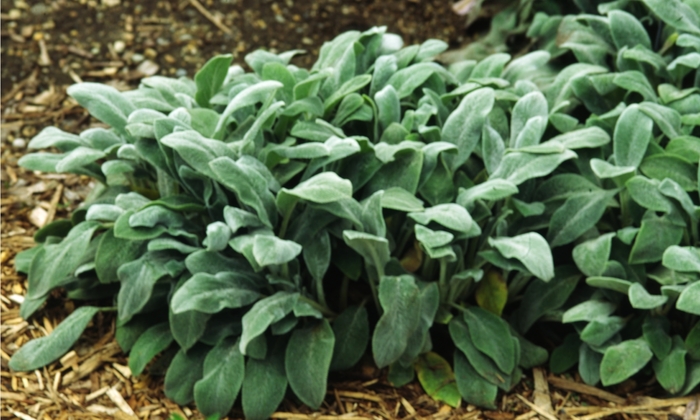 Lambs' Ears - Stachys byzantina 'Helene von Stein' from Kings Garden Center