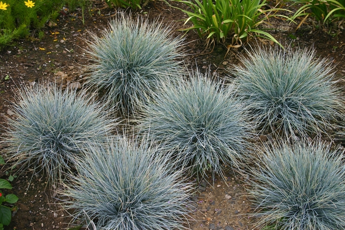 Elijah Blue Fescue - Festuca glauca 'Elijah Blue' from Kings Garden Center