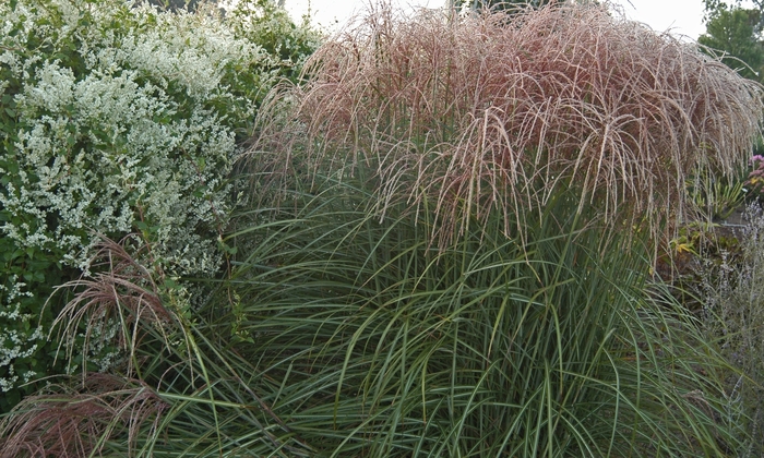 Maiden Grass - Miscanthus sinensis from Kings Garden Center